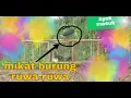 Download Lagu Mikat burung ruwak ruwak auto dapet banyak gaes  jangan lupa suscreb gaes