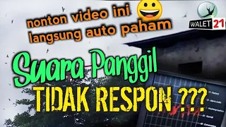 suara panggil tidak respon walet cuek terhadap sp walet