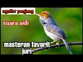 Download Lagu lagi viral..!! masteran prenjak betina ngetirr panjang suara asli berjeda !! favorit para juri