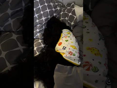 Asi duerme un angelito #lovefordogs