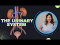 The Urinary System Anatomy and Function Overview