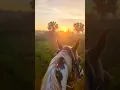 Download Lagu Sunrise Horseback Trail Ride with 2 Best Friends #horses #equestrian #fyp