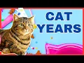 From Kitten to Senior How Long Do Cats Really Live