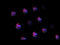 A Model Of Reality - Max Cooper / Remix by Anastasia Macmanous [TouchDesigner]