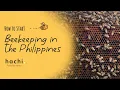 Download Lagu Beekeeping in the Philippines - How to Start