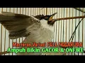 Download Lagu Variasi Suara Burung KUTILANG GACOR Nggaruda Super Ampuh Untuk Pikat kutilang jadikan Kutilang RIBUT