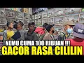 Download Lagu EDAN ! BURUNG HARGA 100 RIBUAN RASA SUARA CILILIN ASLI SUMATRA DARI GUNUNG KERINCI