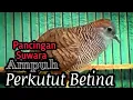 Download Lagu Burung perkutut betina memang jagonya buat pancingan perkutut jantan@MangoenDjoyoChannel