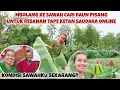 Lagu MBOLANG KE SAWAH CARI DAUN PISANG UNTUK PESANAN TAPE KETAN SAUDARA ONLINE‼️KONDISI SAWAHKU SEKARANG
