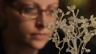 the flying scientist who chased spores