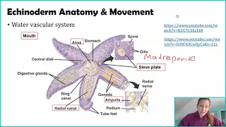 Download Phylum Echinodermata MP3