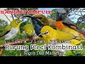 Download Lagu SUARA PIKAT BURUNG PLECI KOMBINASI SOGON DAN MANTENAN. PILIHAN PEMIKAT..