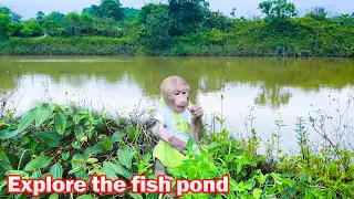 Bibi discovers fruits in the fish pond of the abandoned house!