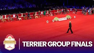 Play trivia and poll mini-games with friends, while you watch Terrier Group Finals: 2025 AKC National Championship (2025). Who will be the top terrier?!