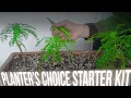 Download Lagu Planters Choice Bonsai - Flame Tree - Pruning and Wiring - Delonix Regia