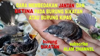 Download CARA MEMBEDAKAN BURUNG SIKATAN ATAU KIPASAN JANTAN DAN BETINA.ANAKAN BURUNG SIKATAN.BURUNG KIPASAN. MP3