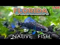 STOCKING My Florida Biotope Aquarium 40 Galllon Tank Open Chat Q As LIVE