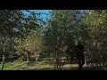 Bosk trailer - Arcadia