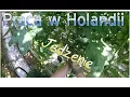 Lagu Praca w Holandii. Jedzenie w Holandii i nie tylko.