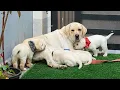 Labrador Puppies for Sale
