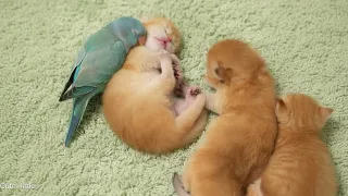 [Virtual Story] They Grew Up So Fast… These Kittens Are Unbelievably Cute