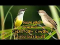 Download Lagu SUARA PIKAT KOMBINASI CIWAH DAN CITEB RIBUT💯% BERHASIL