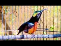 SUARA PANCINGAN BURUNG KONIN CEPAT RESPON GACOR..