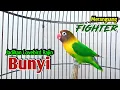 Lagu Lovebird Ngekek Panjang Bangkitkan EMOSI, Merangsang Lovebird FIGHTER Rajin BUNYI