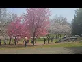 Where winter ends and pink begins Cherry blossoms Rose lyn