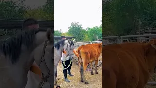 Horse Cow Animals Horselover Equestrian Horsemeat Foodhumor Hungryhorse Foodjokes Animalfo 