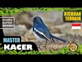 Download Lagu SUARA KICAUAN BURUNG KACER TERBAIK, PART 71 - MASTERAN KACER - KACER GACOR - PANCINGAN KACER MP3