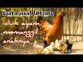 Download Lagu suara induk ayam memanggil anaknya