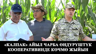 "Калпак" айыл чарба өндүрүштүк кооперативинде көчмө жыйын/Кара-Кулжа