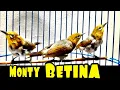 Download Lagu Monty Betina Gacor - Suara Pleci Monty Betina Memanggil Jantan (31/03/20)