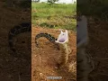 Lagu Puff Adder (Bitis arietans) striking in slow motion!