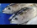 Download Lagu Fresh yellowfin tuna cutting skills❗🔥 live from the Jembatan Puri Sorong  fish market, Indonesia
