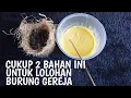 Download Lagu CARA MERAWAT ANAKAN BURUNG GEREJA DAN PAKAN HARIAN AGAR TIDAK MUDAH M4T1 PART 2