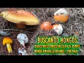 FORAGING FOR EDIBLE WILD MUSHROOMS ON THE HILL LARGE YELLOW MUSHROOM JIHI NAA