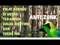Download Lagu suara pikat cucak ranting dan cucak ijo