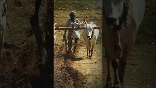 SHAH BHITAI POETRY SHAH SAIN SINDHI Poetry Shah Sindhiliterature Poetry Poetry Sindhipoetry 