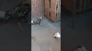 معركه بين ديك هندى حمامه Shorts حمامه قصص 