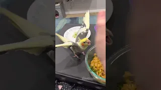Cockatiel Will Fight You For Noodles Tiel Named Loubert 