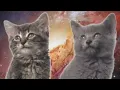 Space Cats — Magic Fly