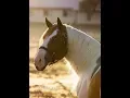 The Story of a Pedigree