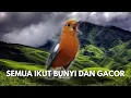 Download Lagu MACETAN PASTI NYAUT | ANIS MERAH GACOR INI 100% JITU UNTUK PANCINGAN ANIS MERAH MACET BIAR BUNYI |26 MP3