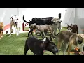 Pawllywood Dog Daycare Dog Boarding Dog Grooming in Massapequa NY