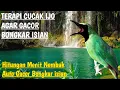 Download Lagu TERAPI CUCAK IJO BIAR GACOR BONGKAR ISIAN, TERAPI CUCAK IJO AMPUH, SEKALI PUTAR IJO MACET AUTO GACOR