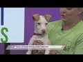 SPCA Of East Texas Meet Benson