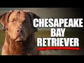 Chesapeake Bay Retriever The Ultimate Guide to America s Toughest Water Dog