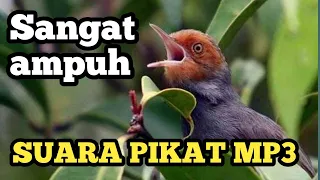 Download Suara pikat prenjak liar jaminan langsung lengket sangat ampuh MP3